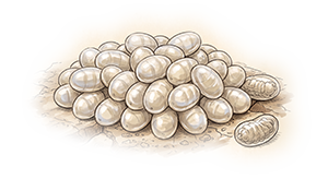 Hormiga-Huevos.png
