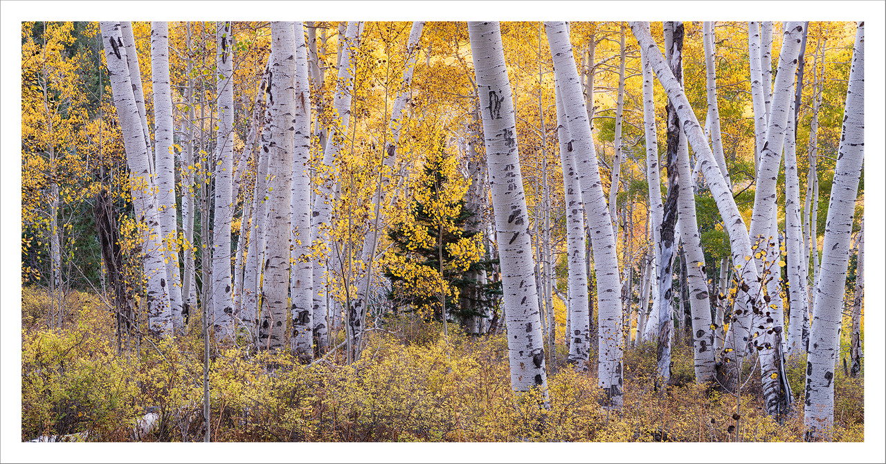 Ed2000-2x1-Topaz-Nik449-455-ZS-PMax-copy