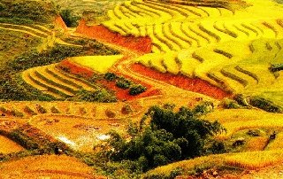 Thơ hoạ Nguyễn Thành Sáng & Tam Muội (1931) Tay-bac-mua-lua-chin-vang