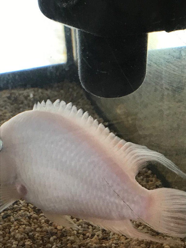 EDCA5349-741B-48AD-A4B5-308409E05BFE