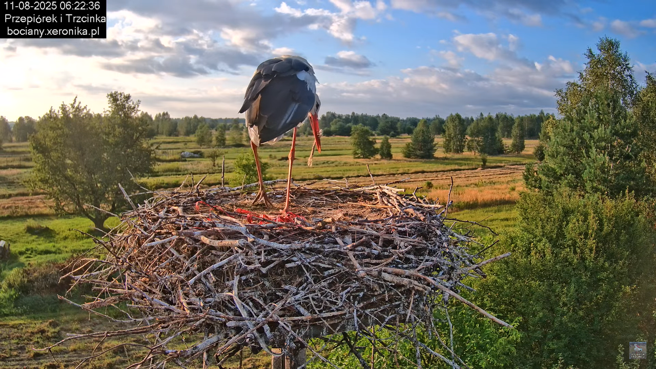 11082025bociany8
