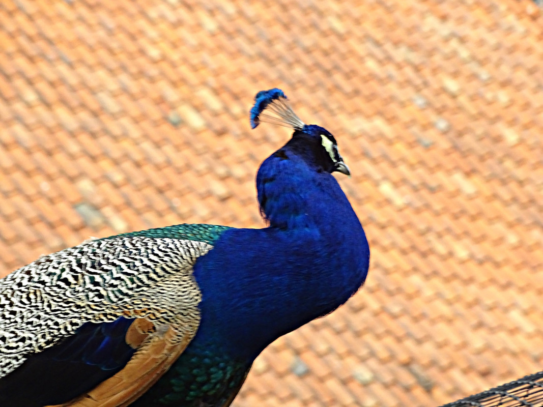 10.17 - paw1 (irycki)