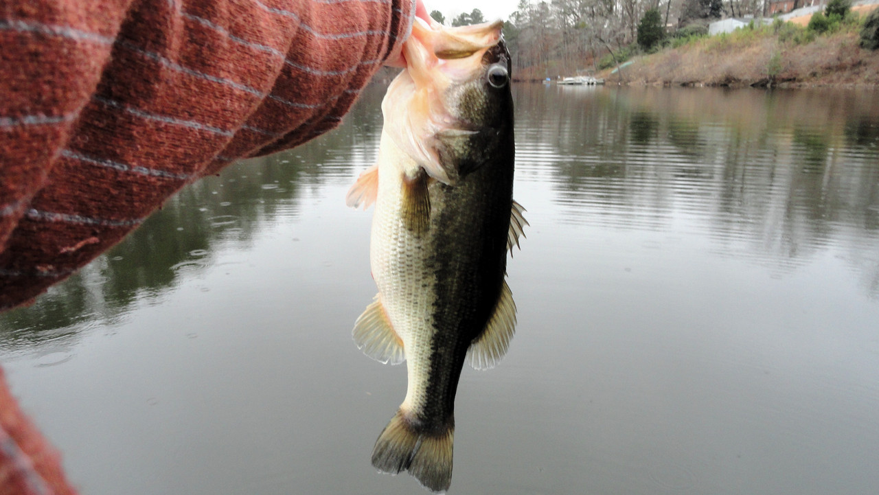6-2-on-blade-bait.jpg