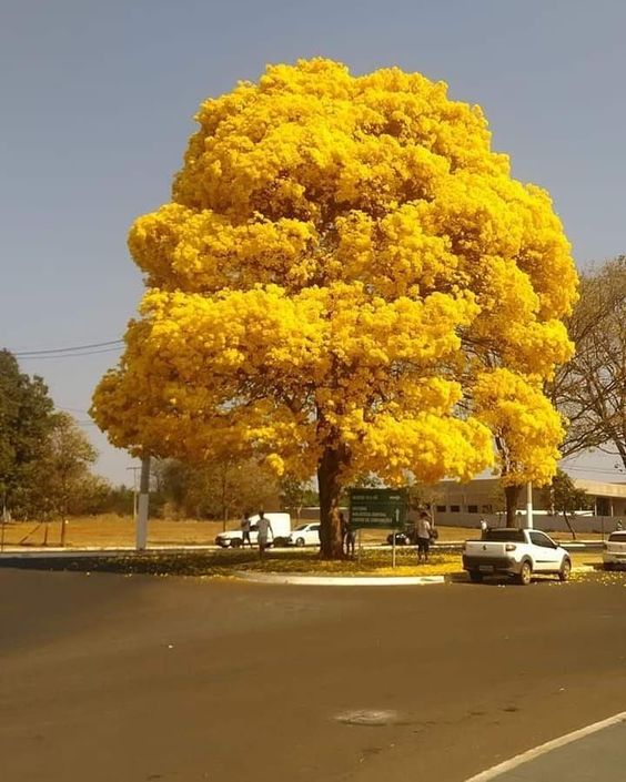 yellowtree.jpg