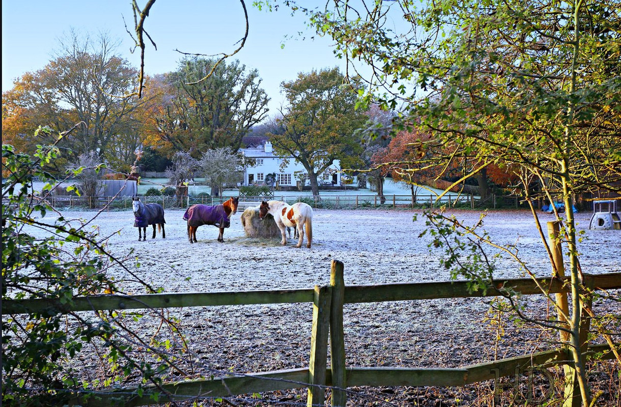horses-Icy-morning-HD.jpg