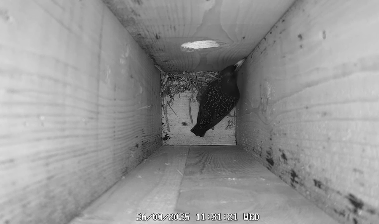 (2) Mājas strazds 2025 Tiešraide - YouTube - 507_31