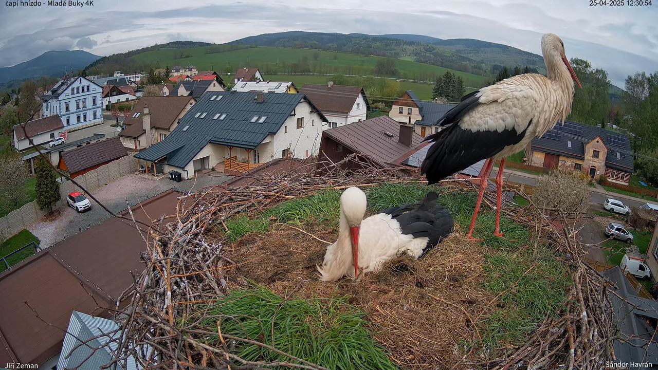 Tiešraides kamera — Mladé Buky — stārķa ligzda 4K 15-17-29 screenshot (1)