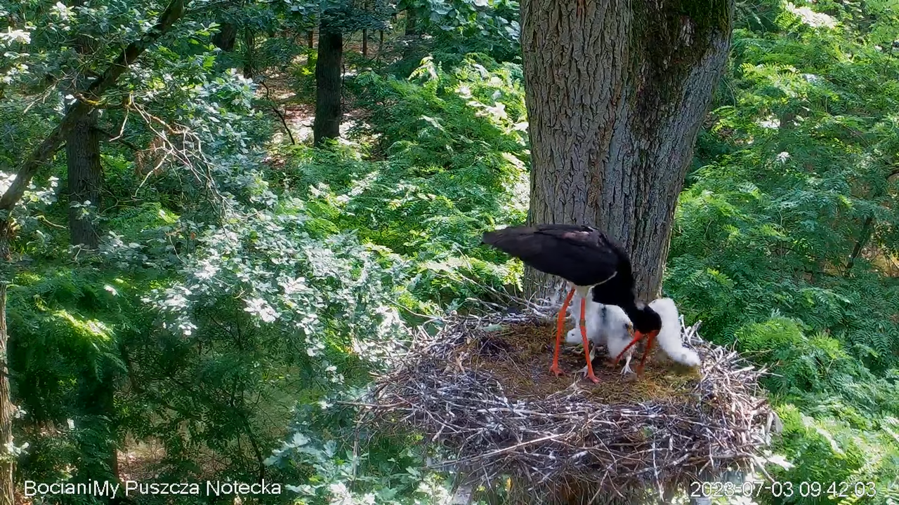 Melnais stārķis Online Puszcza Notecka _ Black stork Online Notecka Forest 13-15-0 screenshot