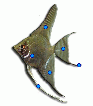 Aletas-Pterophyllum-scalare-1.png