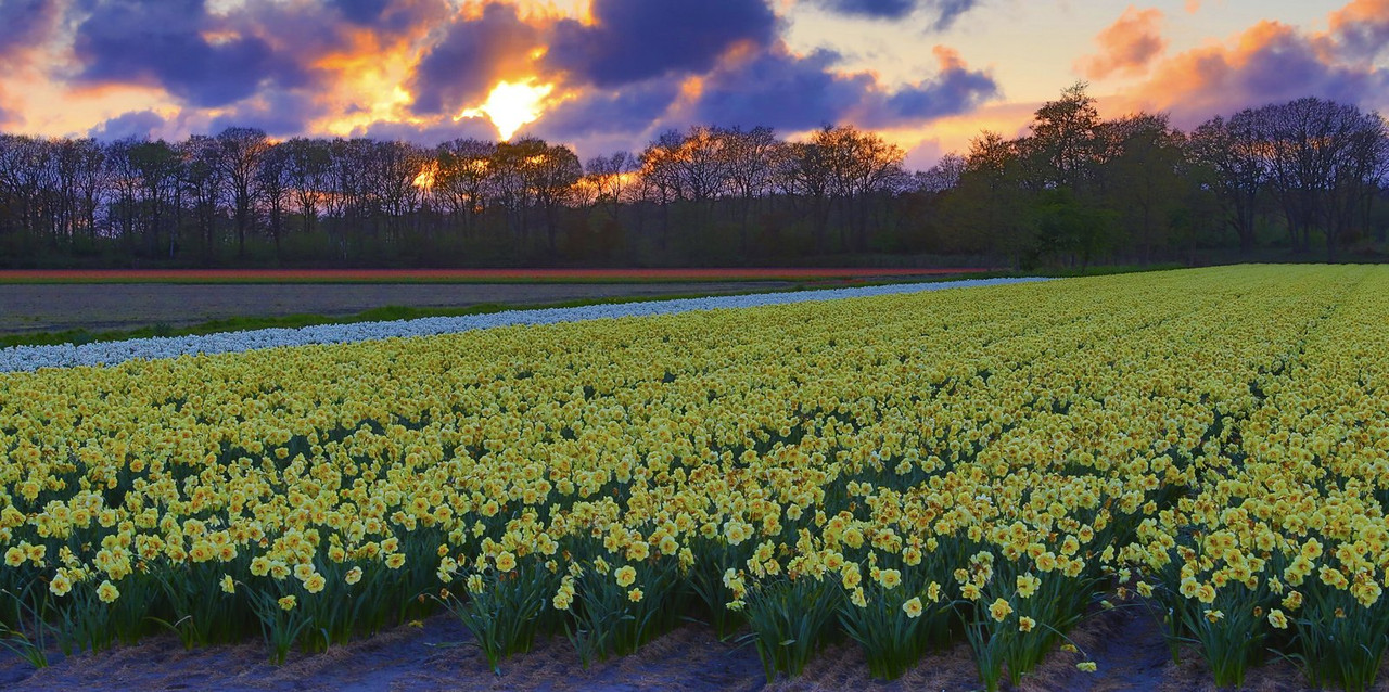 yellowfieldaffodils.jpg