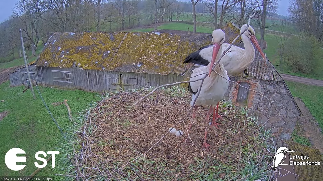 Baltie stārķi (Ciconia ciconia) Tukuma novadā - LDF tiešraide __ White storks in Tukums, Latvia 12-0