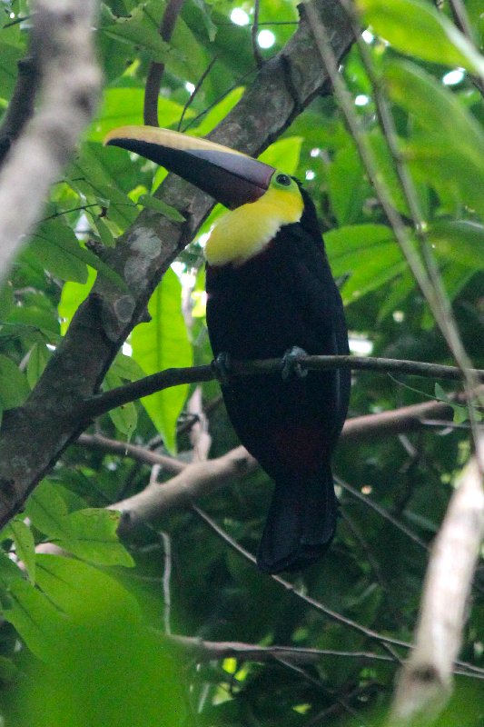DIA 13: EXCURSIÓN DE UN DÍA A CORCOVADO - DE TORTUGAS Y PEREZOSOS. COSTA RICA 2019 (51)