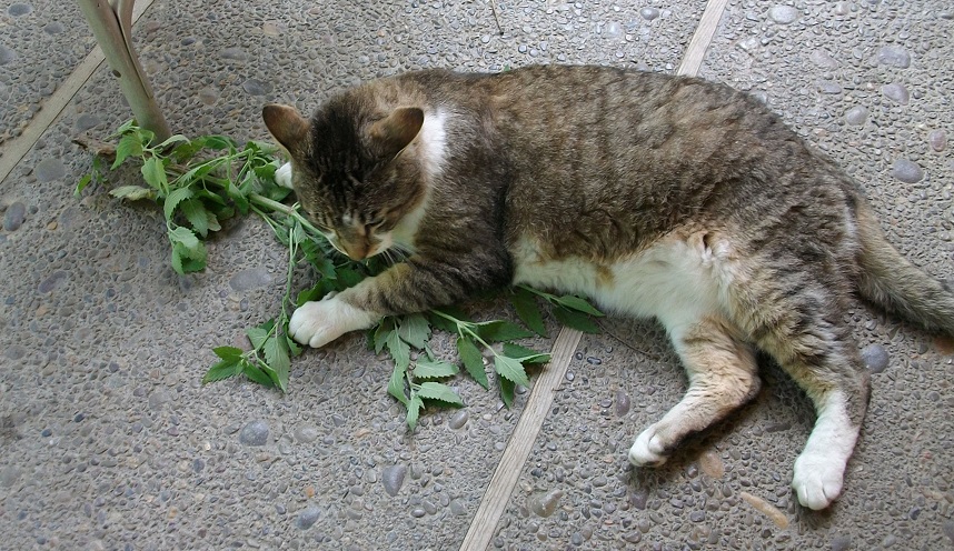 Cats-catnip-002.jpg