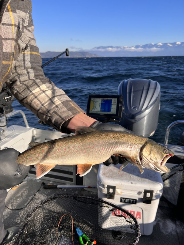 D73CDBCB-CFAF-4BFA-BE43-E910FF715E57