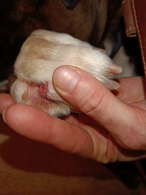 wond hond schoonmaken met soda