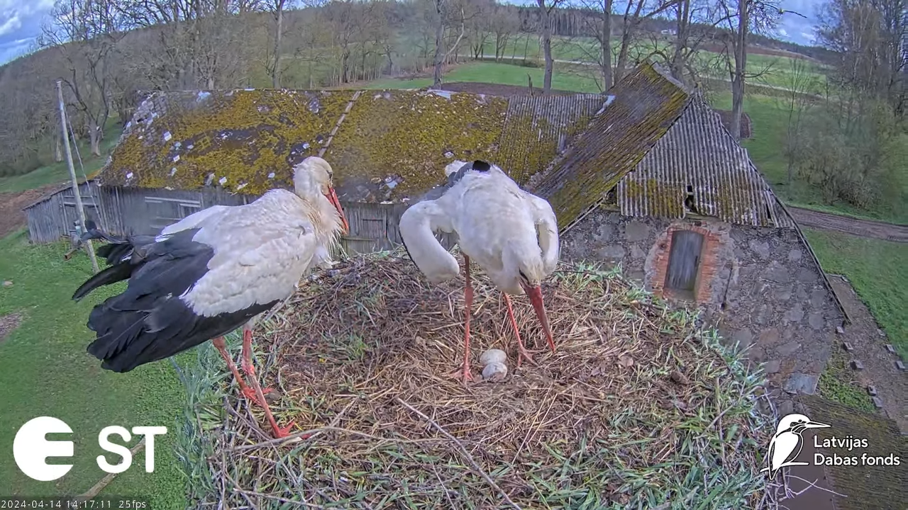 Baltie stārķi (Ciconia ciconia) Tukuma novadā - LDF tiešraide __ White storks in Tukums, Latvia 12-4