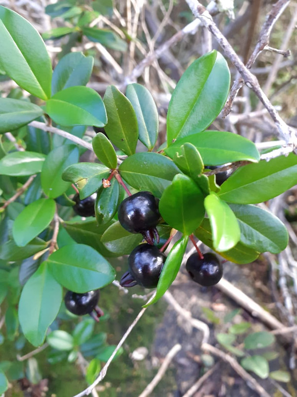 WhatsApp Image 2020-12-20 at 00.10.00 (13)