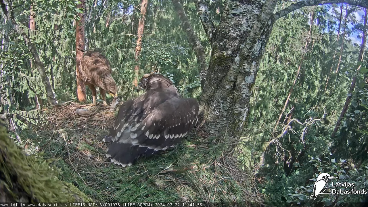 Mazais ērglis (Clanga pomarina), ligzda bērzā - LDF tiešraide 17-39-47 screenshot