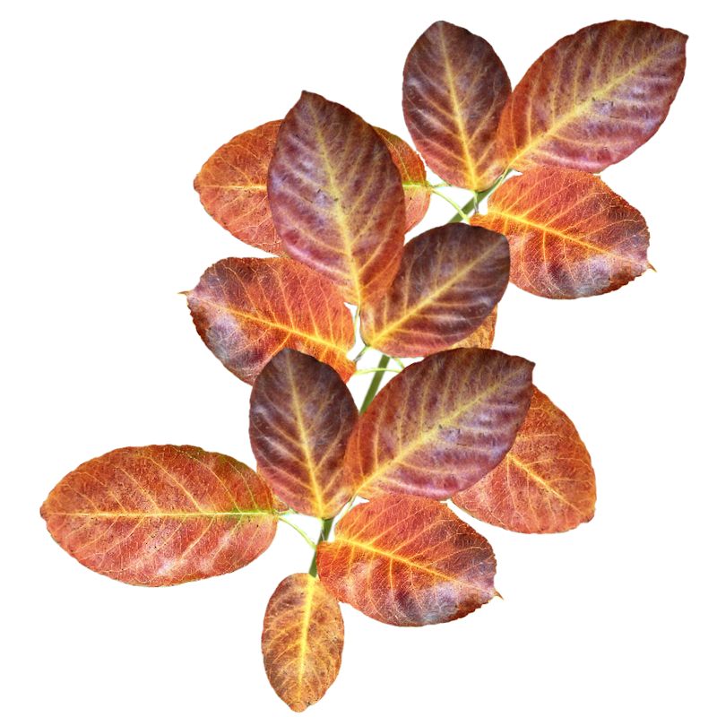 IPD_AH_Element (143)