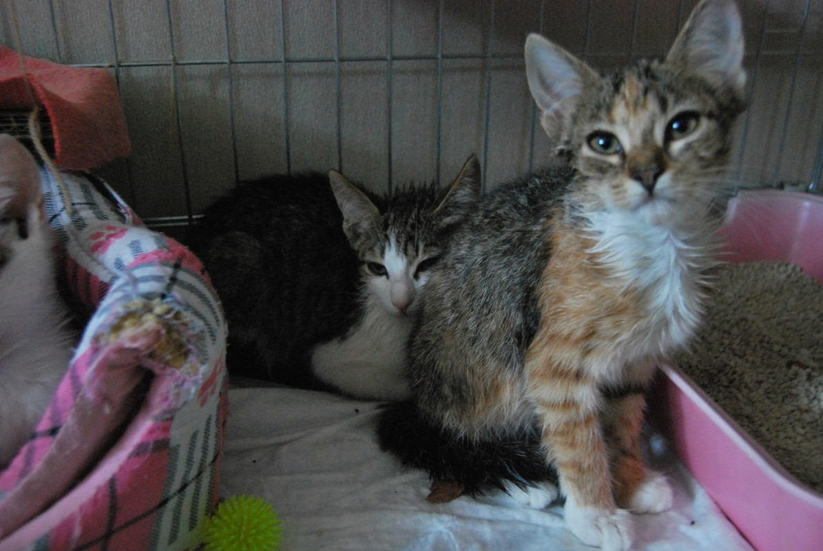 Котята3