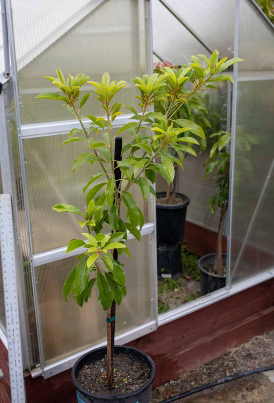 8U1A0804  Butterscotch Sapodilla Tree in #5 Pot (5-22-2023)