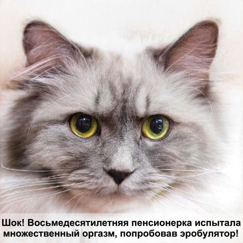 язык кошки фото