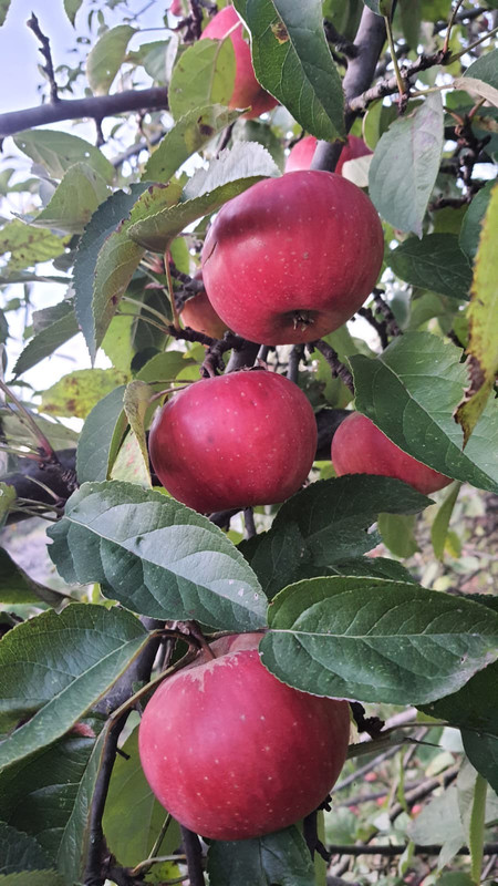 WhatsApp Image 2025-10-21 at 18.25.13 (1)