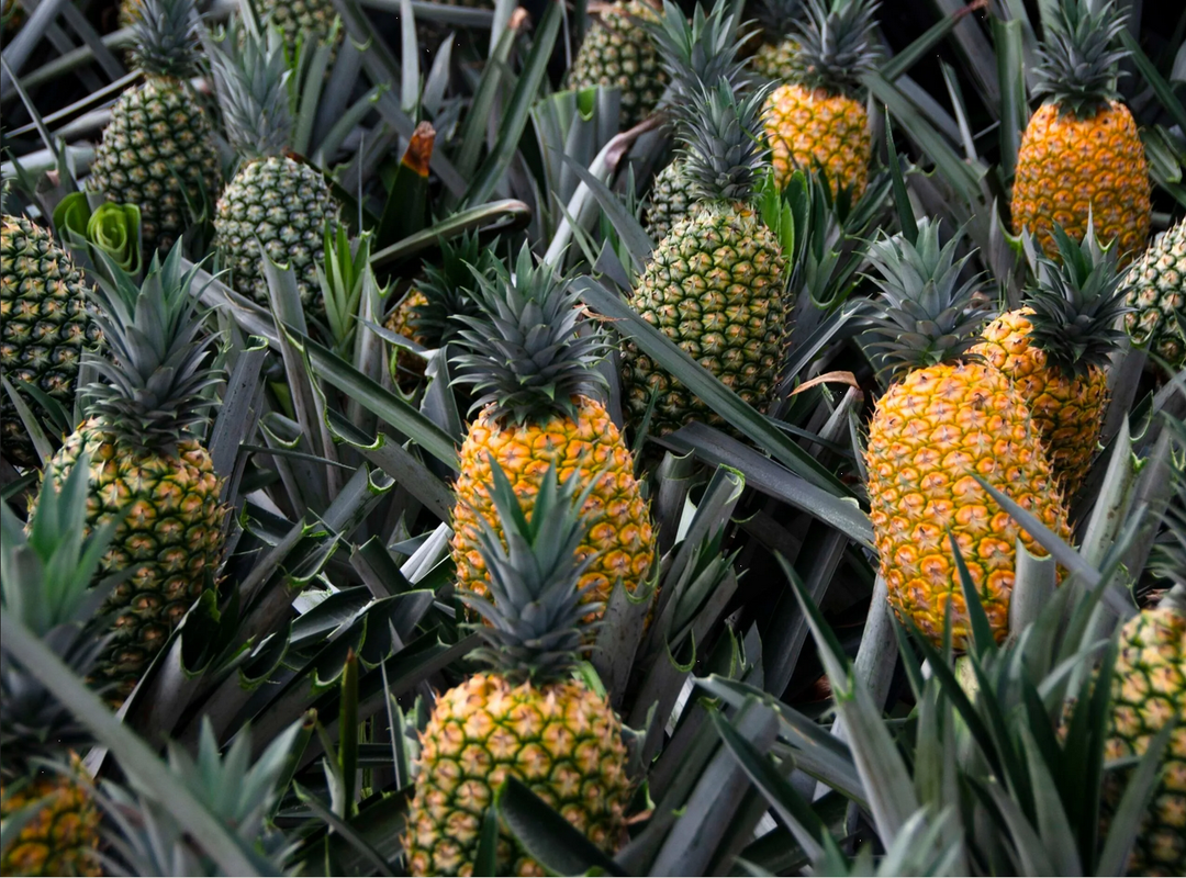 ¡Descubre las frutas de temporada en el mes de junio!