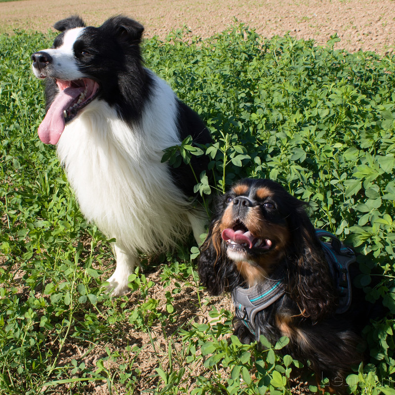 IMG 1049 — Postimages