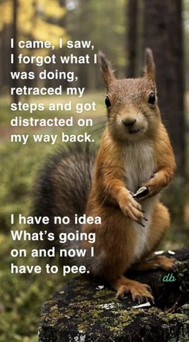 Squirrel-distracted-and-now-I-have-to-pee