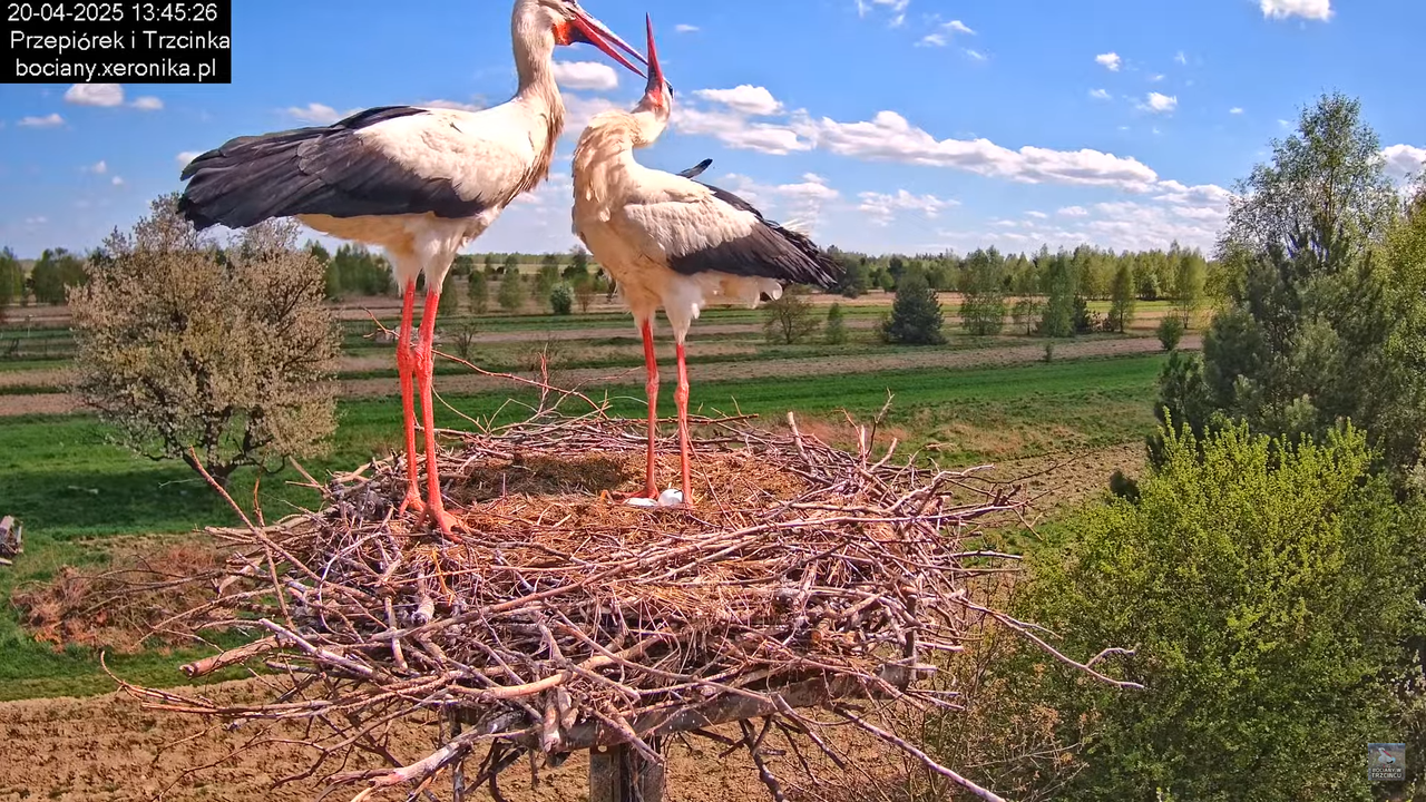 20042025bociany32