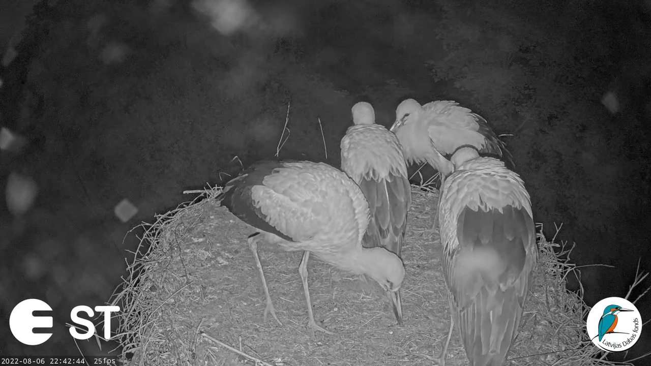 Baltie stārķi (Ciconia ciconia) Tukuma novadā - LDF tiešraide __ White storks in Tukums, Latvia 11-3