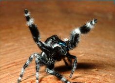 7983be39db636371b2676c778359ccf7-jumping-spider-praise-the-lords.jpg