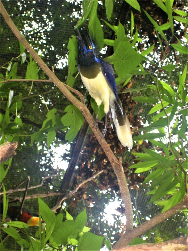 Parque de las Aves-25-2-2010 - Brasil y sus pueblos-2010 (45)