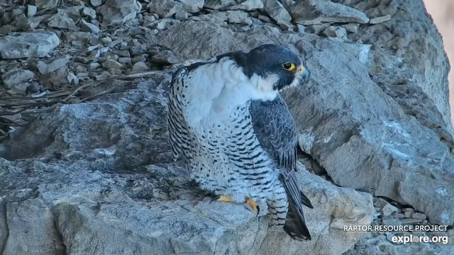 Great spirit bluff Falcons Przechwytywanie-w-trybie-pe-noekranowym-25-02-2024-192919