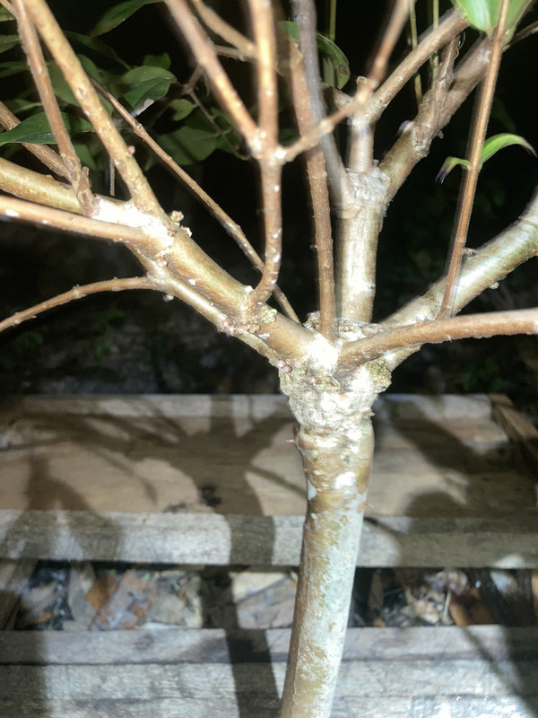 385DCD47-18E1-4981-8765-E87716C7A7B0