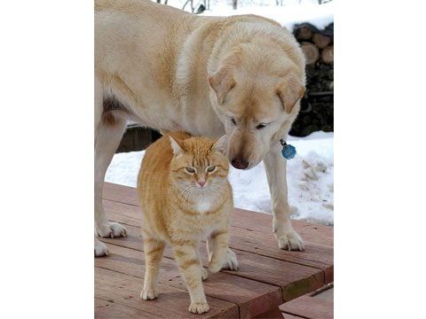 https://i.postimg.cc/65VkDNqF/Animal-Friendships-08-seeingcatblinddog-sl.jpg