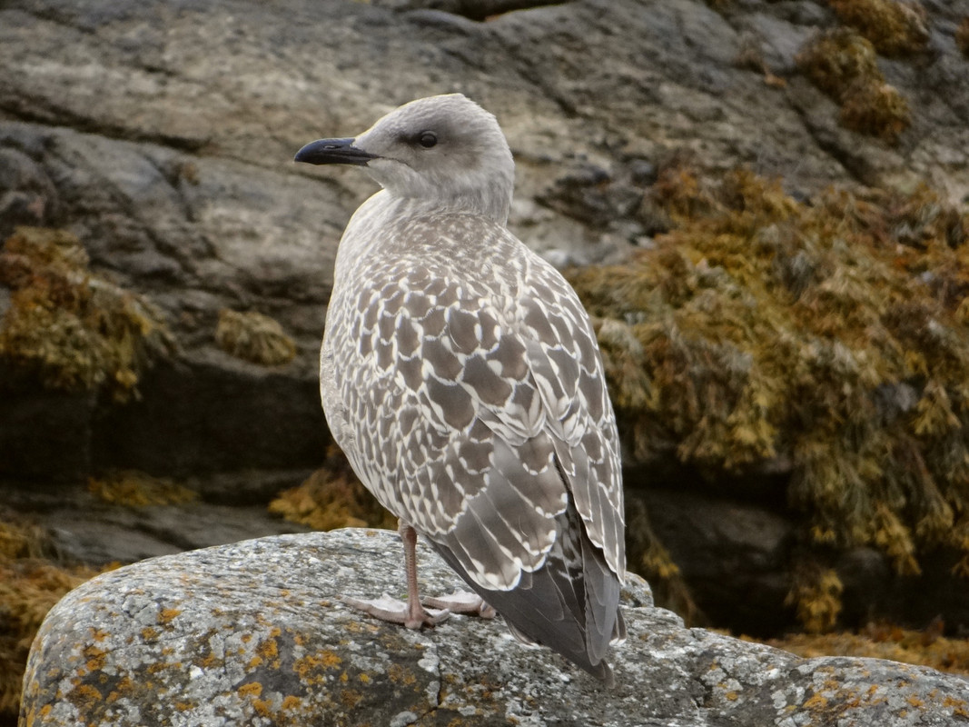 YOUNG HERRING GULL 2