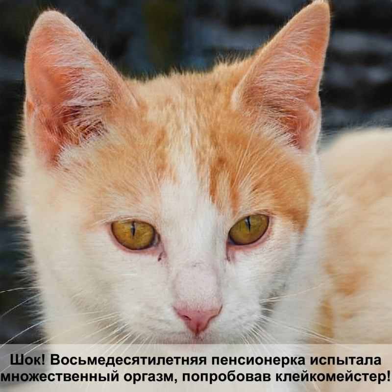 кошка бенгальской породы окрасы