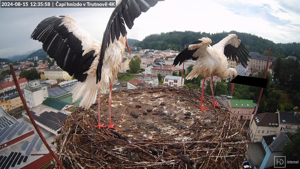 Živě z čapího hnízda na pivovarském komíně v Trutnově 13-50-12 screenshot
