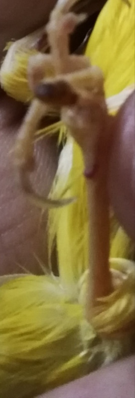 صورة