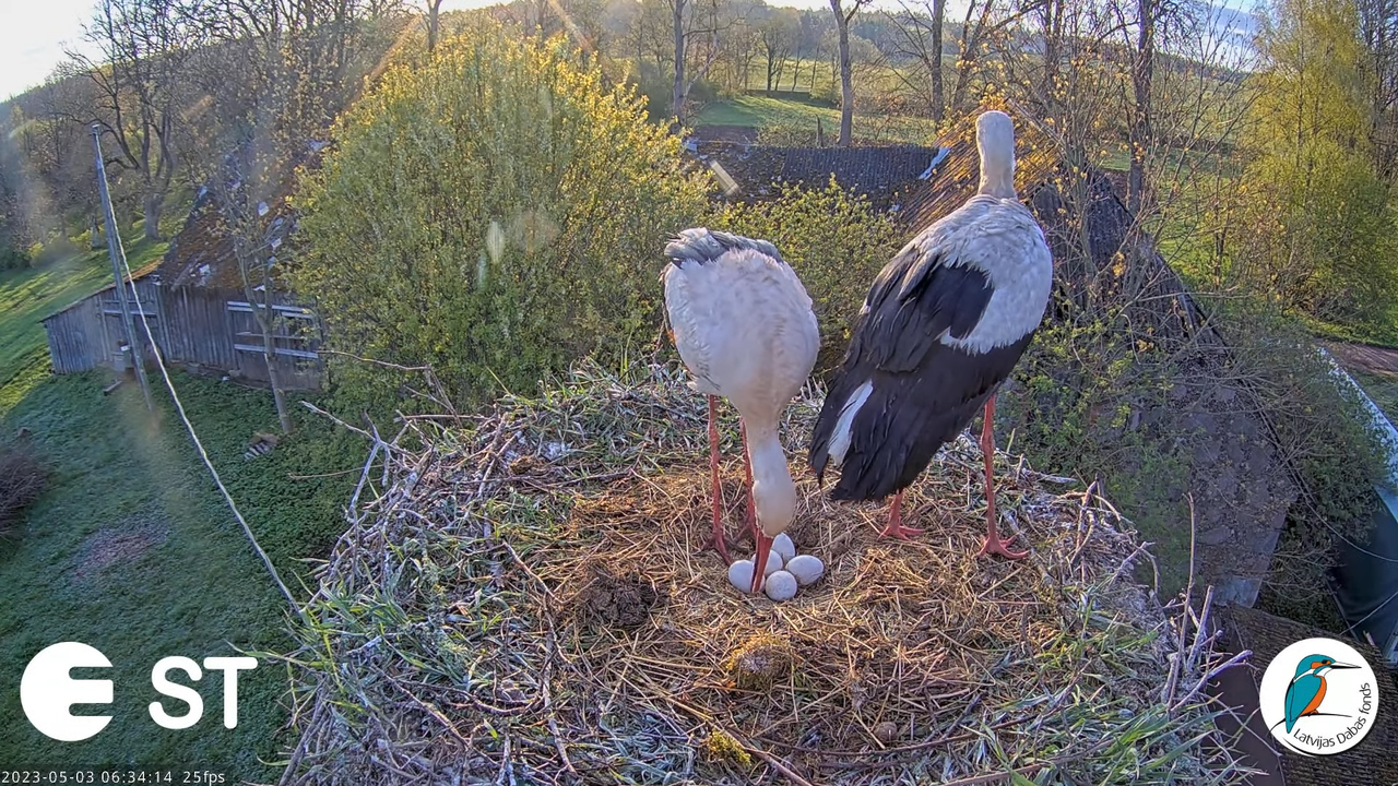 Baltie stārķi (Ciconia ciconia) Tukuma novadā - LDF tiešraide __ White storks in Tukums, Latvia 4-3-