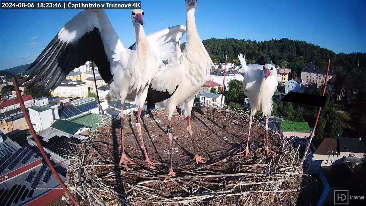 Tiešraidē no stārķa ligzdas uz alus darītavas skursteņa Trutnovā 15-4-1 screenshot (1)