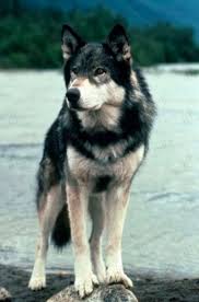 WhiteFang-