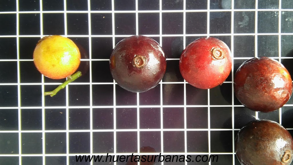 huertasurbanas_com_20181109_091847Myrciaria_sp_paraguay_cerrado-