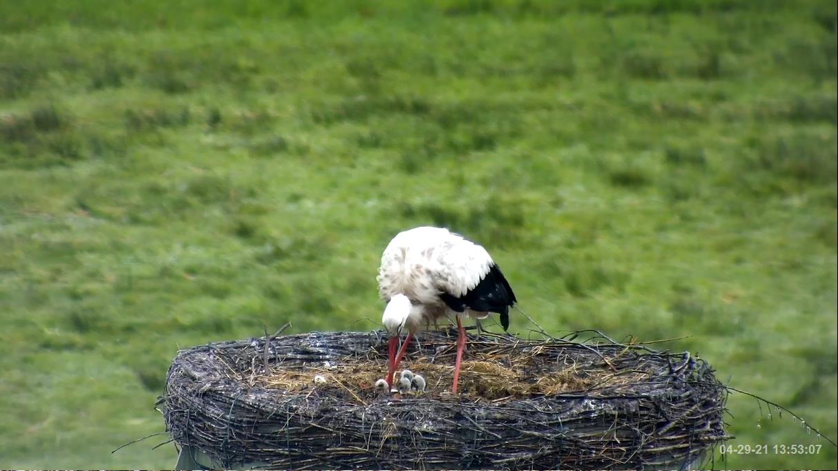 2021-04-29-1353-4Küken