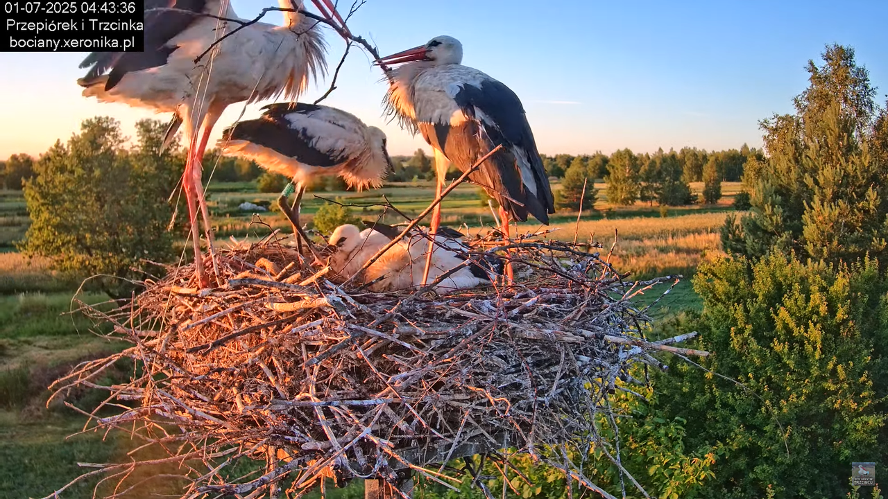 01072025bociany2