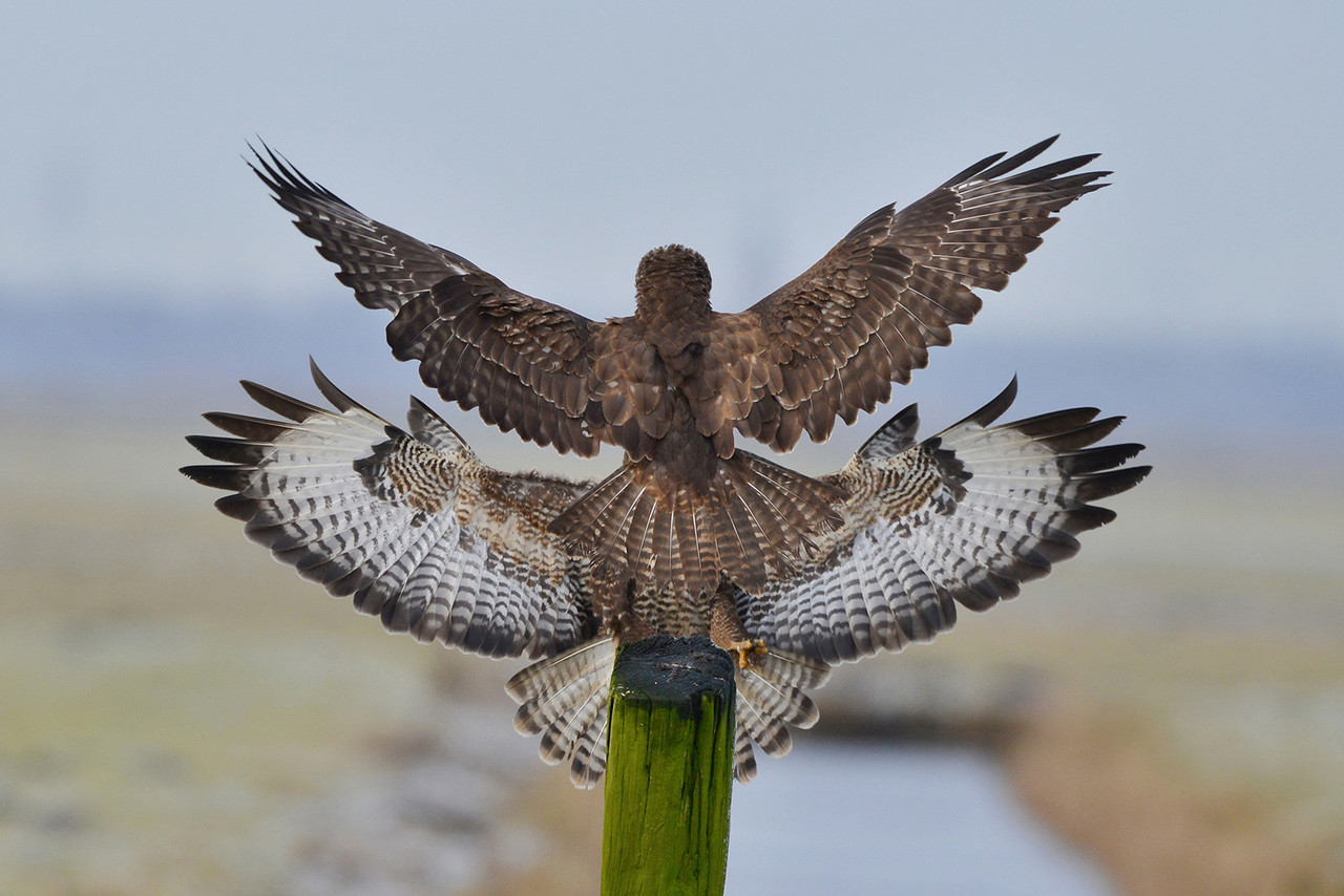 4) Buizerds gefotografeerd vanuit de auto in de Arkemheenpolder (Nikon D600)