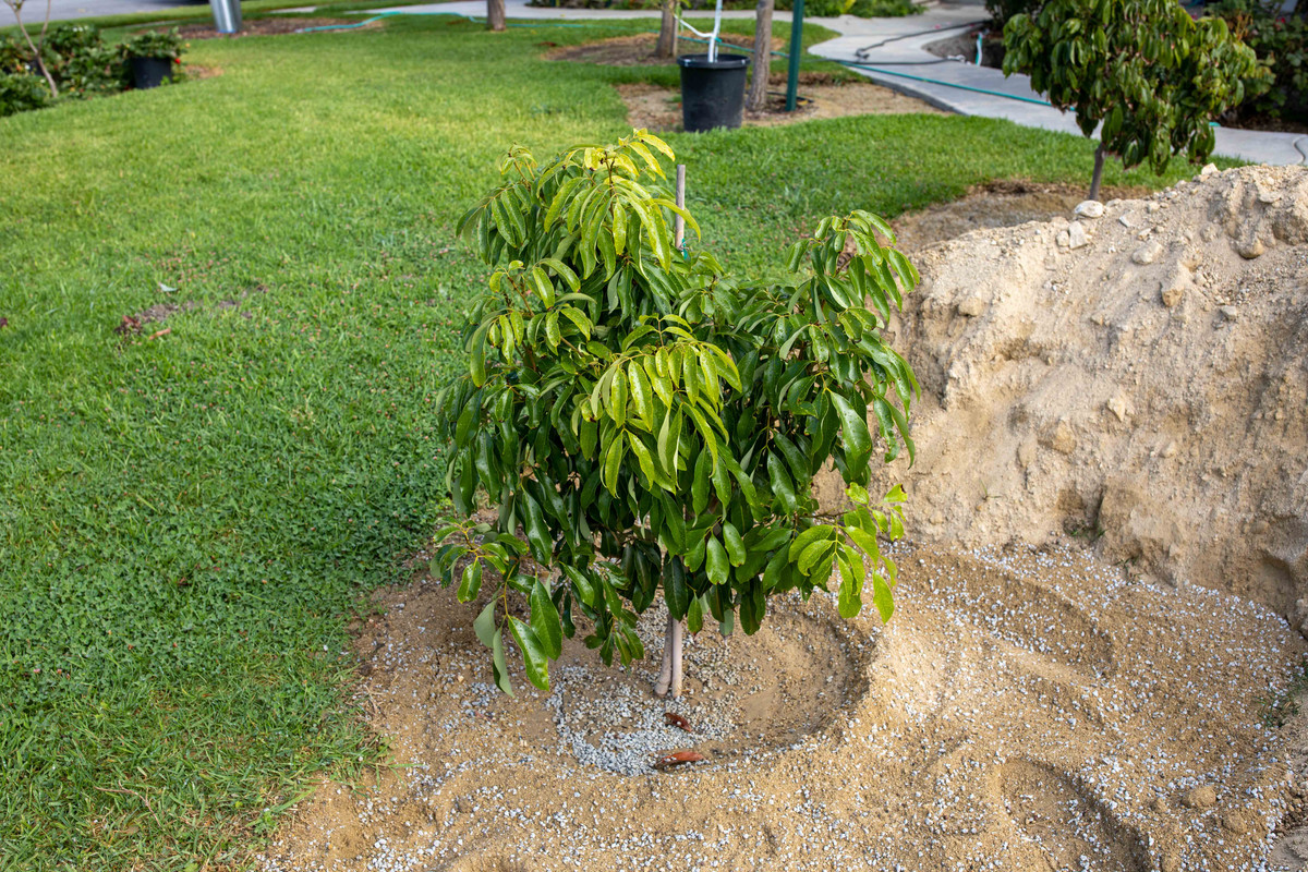8U1A2954  Mauritius Lychee Tree Just Planted in Ground (8-11-2020)