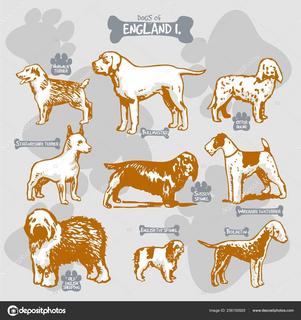 Vector Illustration 1 Drawing Dogs & Animals Vector Illustration 1 Drawing Dogs & Animals